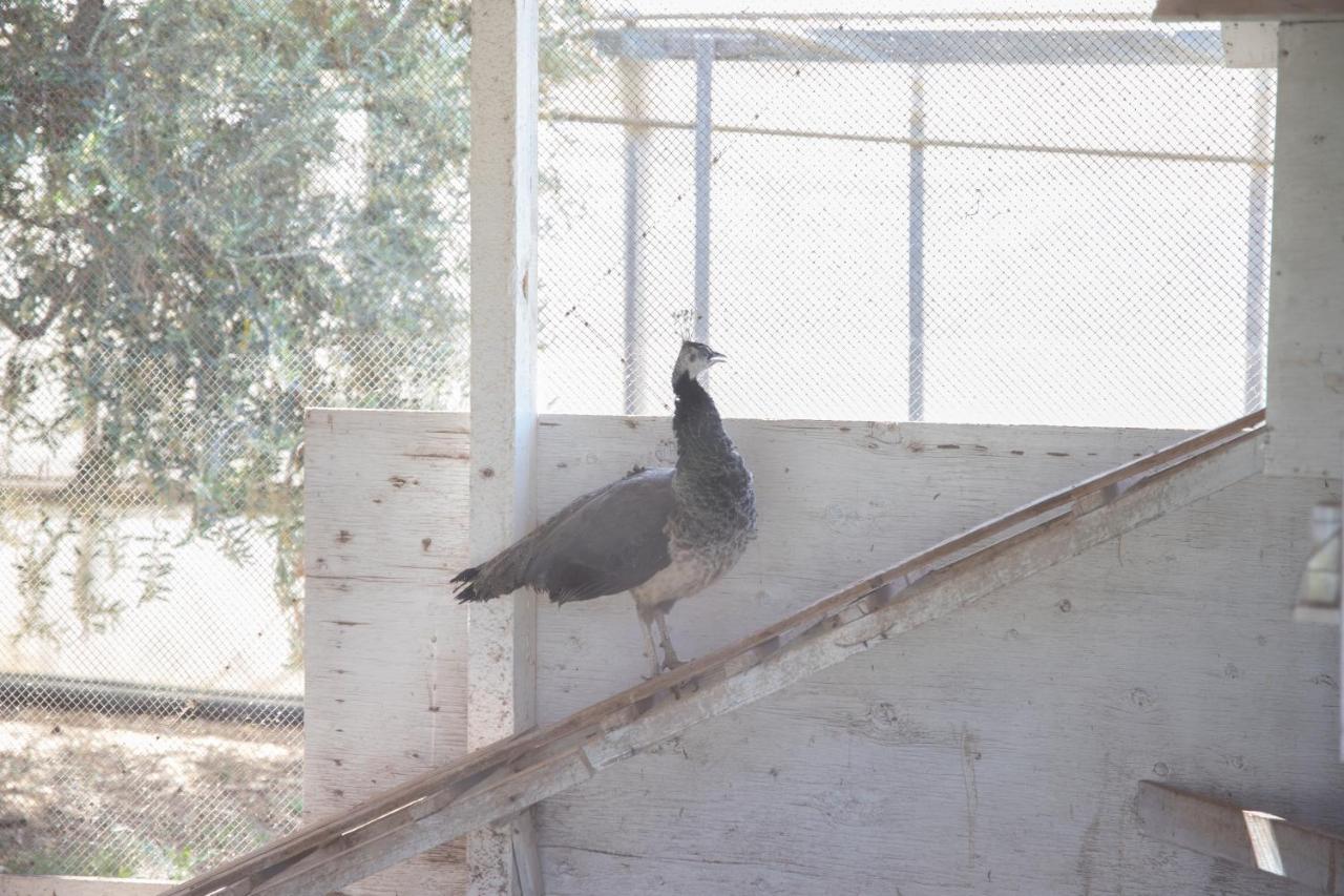 فيلا La Lantana مارينا دي راغوزا المظهر الخارجي الصورة